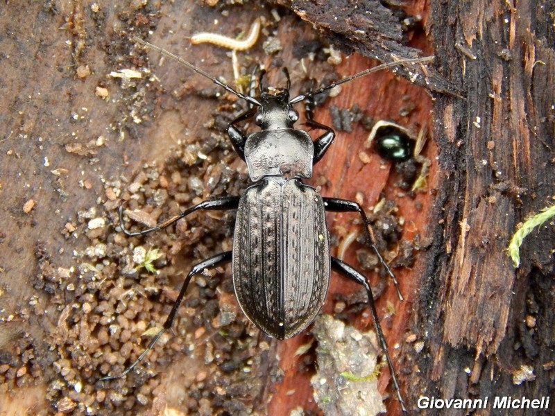 Carabus granulatus